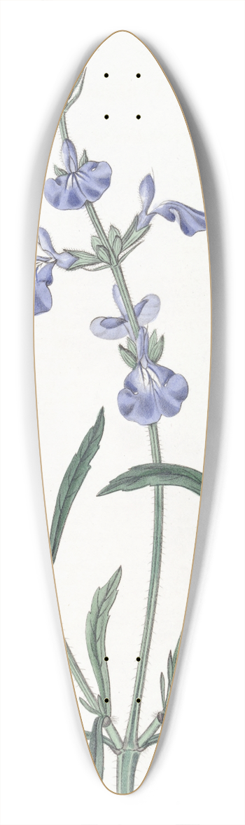Sydenham Edwards - Narrow-leaved Sage 39.3 inch art pintail longboard deck