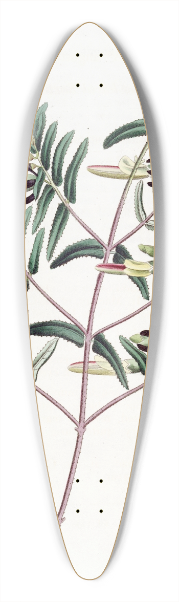 Sydenham Edwards - Narrow-leaved Scottia 39.3 inch art pintail longboard deck