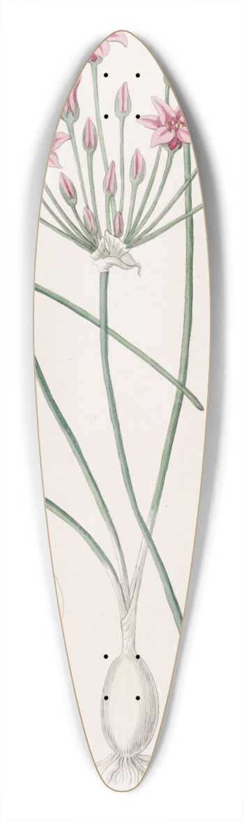 Sydenham Edwards - Nerine-leaved Caloscord 39.3 inch art pintail longboard deck