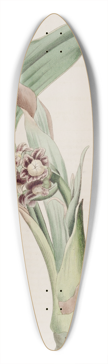Sydenham Edwards - Nodding Tupistra 39.3 inch art pintail longboard deck