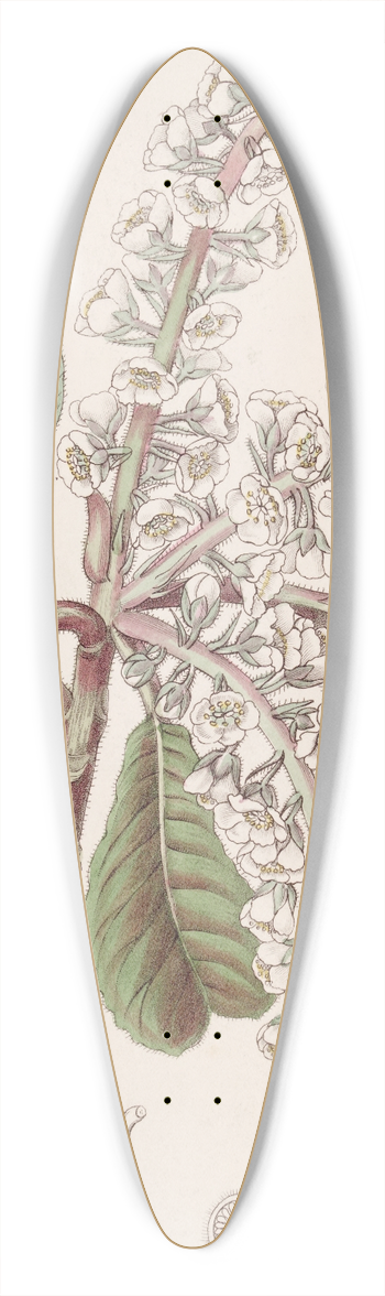 Sydenham Edwards - Oak-leaved Clethra 39.3 inch art pintail longboard deck