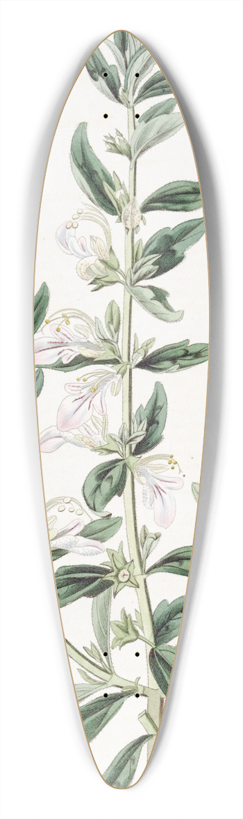 Sydenham Edwards - Orchis-flowered Teucrium 39.3 inch art pintail longboard deck