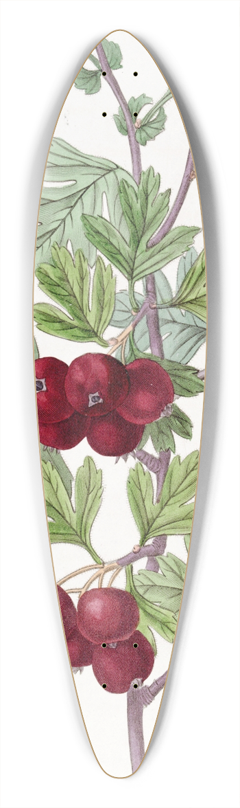 Sydenham Edwards - Oriental Hawthorn 39.3 inch art pintail longboard deck