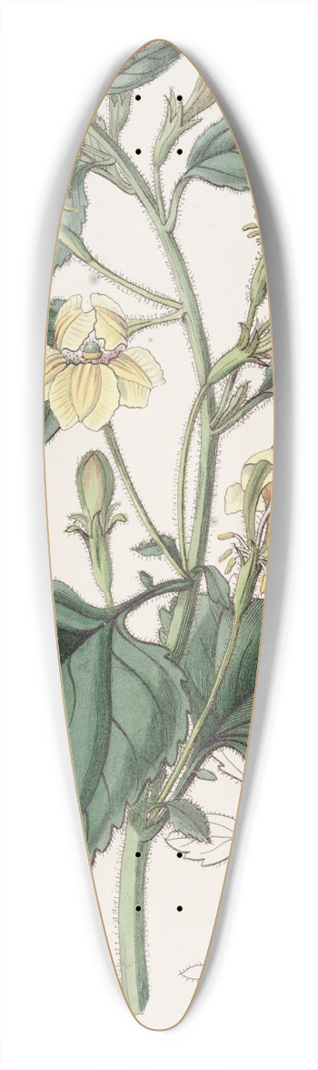 Sydenham Edwards - Ovate-leaved Goodenia 39.3 inch art pintail longboard deck