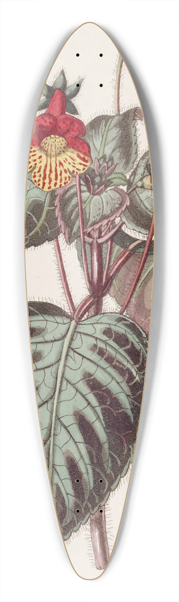Sydenham Edwards - Painted Achimenes 39.3 inch art pintail longboard deck
