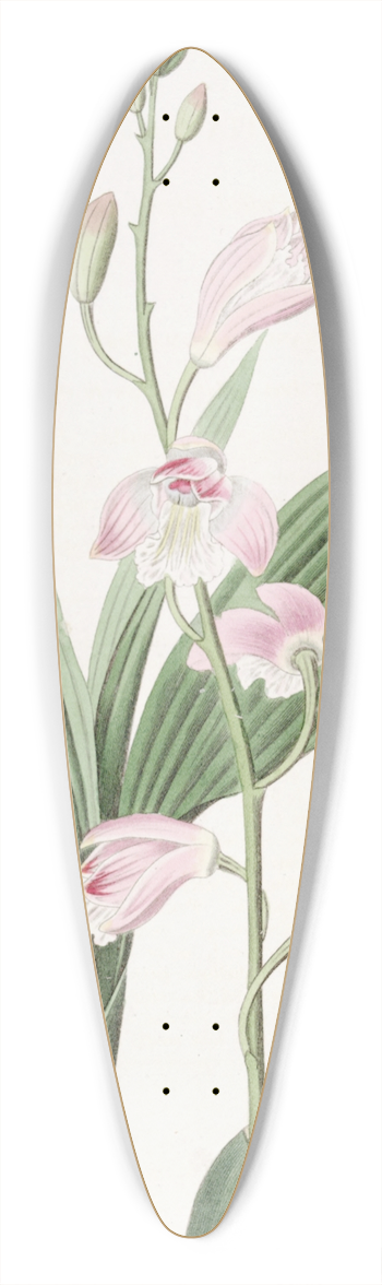 Sydenham Edwards - Pallid Bletia 39.3 inch art pintail longboard deck