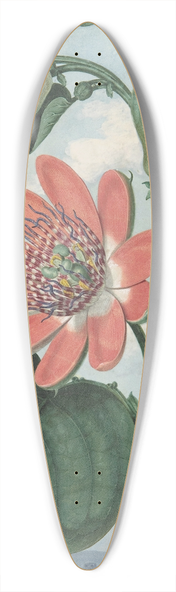 Sydenham Edwards - Passion Flower 39.3 inch art pintail longboard deck