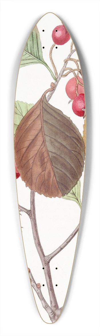 Sydenham Edwards - Plum-leaved Thorn 39.3 inch art pintail longboard deck