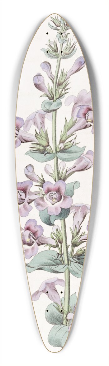 Sydenham Edwards - Pointed-leaved Pentstemon 39.3 inch art pintail longboard deck