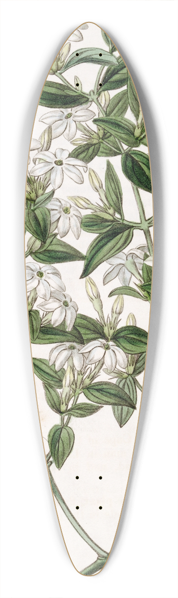 Sydenham Edwards - Privet-leaved Jasmine 39.3 inch art pintail longboard deck