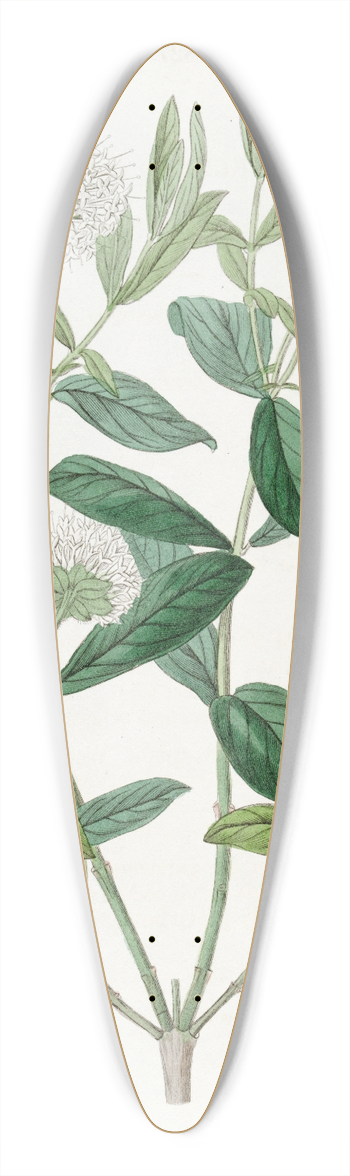 Sydenham Edwards - Privet-leaved Pimelea 39.3 inch art pintail longboard deck