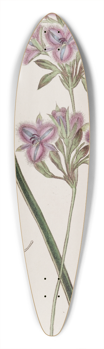 Sydenham Edwards - Proliferous Thysanotus 39.3 inch art pintail longboard deck