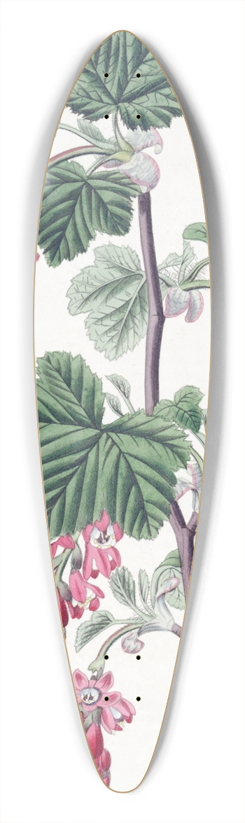 Sydenham Edwards - Purple-flowered Currant 39.3 inch art pintail longboard deck