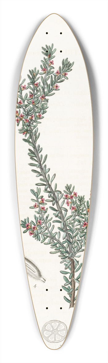 Sydenham Edwards - Red Crowberry 39.3 inch art pintail longboard deck