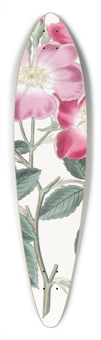 Sydenham Edwards - Rose Clare 39.3 inch art pintail longboard deck