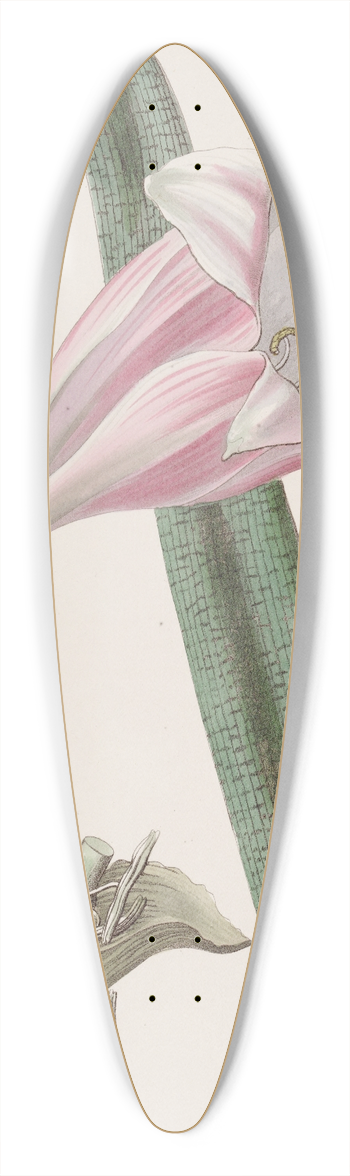 Sydenham Edwards - Rose-coloured changeable Crinum 39.3 inch art pintail longboard deck