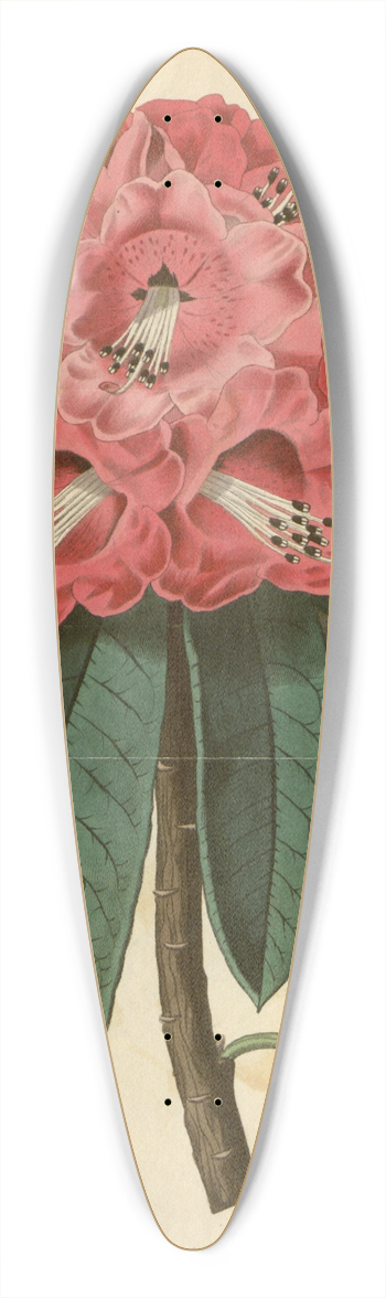 Sydenham Edwards - Rose-coloured Tree Rhododendron 39.3 inch art pintail longboard deck