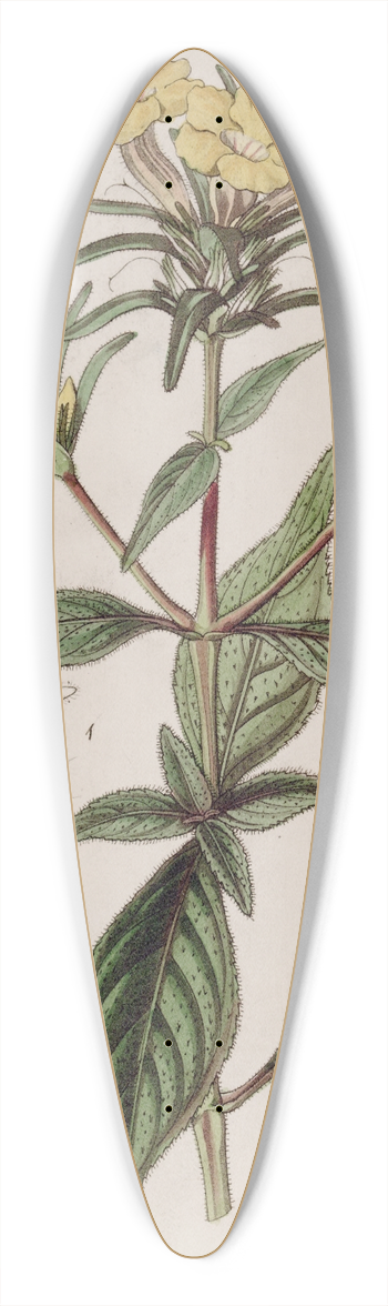 Sydenham Edwards - Rough-leaved Conehead 39.3 inch art pintail longboard deck