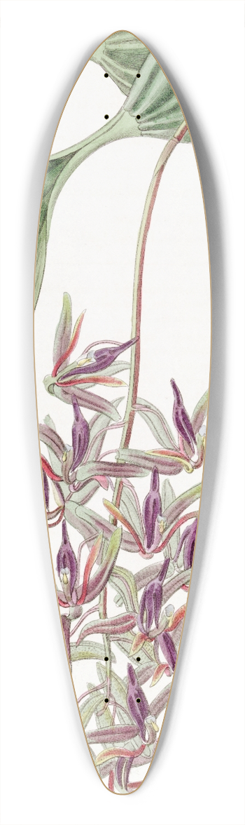 Sydenham Edwards - Sad-coloured Cirrhaea 39.3 inch art pintail longboard deck