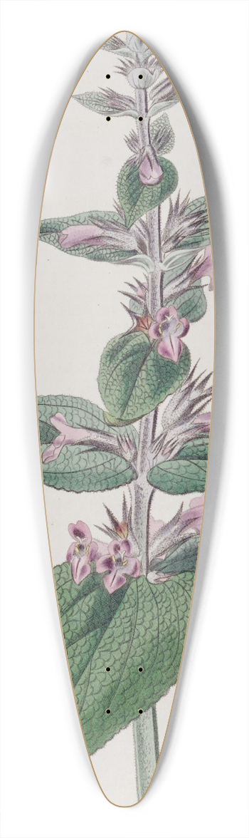 Sydenham Edwards - Sage-leaved Stachys 39.3 inch art pintail longboard deck