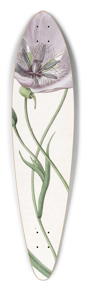 Sydenham Edwards - Satiny Calochortus 39.3 inch art pintail longboard deck