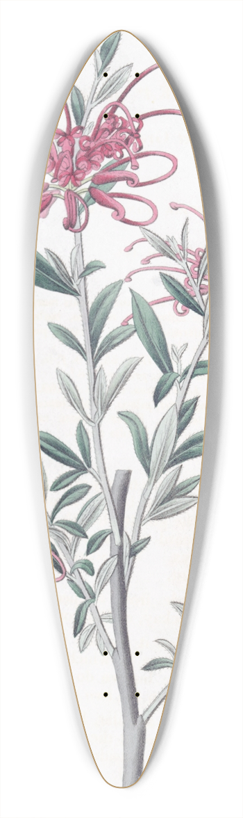 Sydenham Edwards - Scarlet Grevillea 39.3 inch art pintail longboard deck