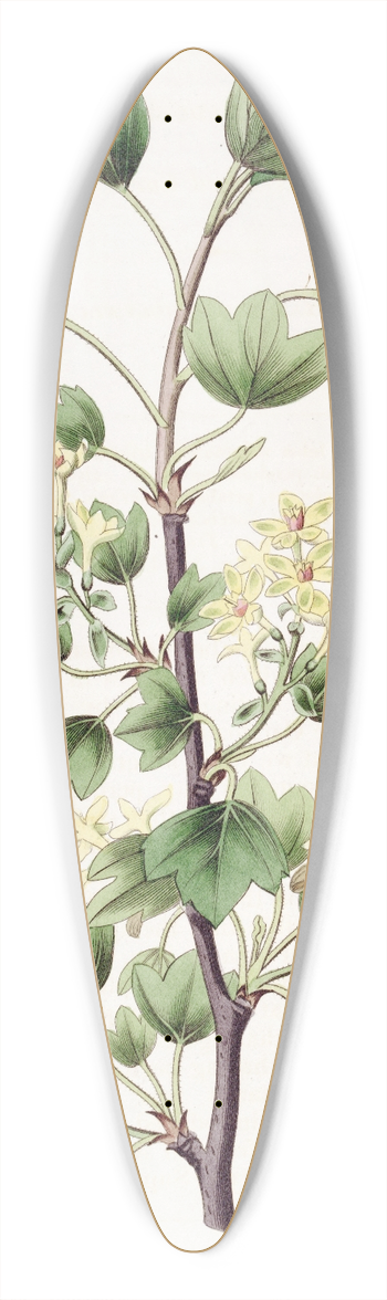 Sydenham Edwards - Scarlet-leaved Currant 39.3 inch art pintail longboard deck