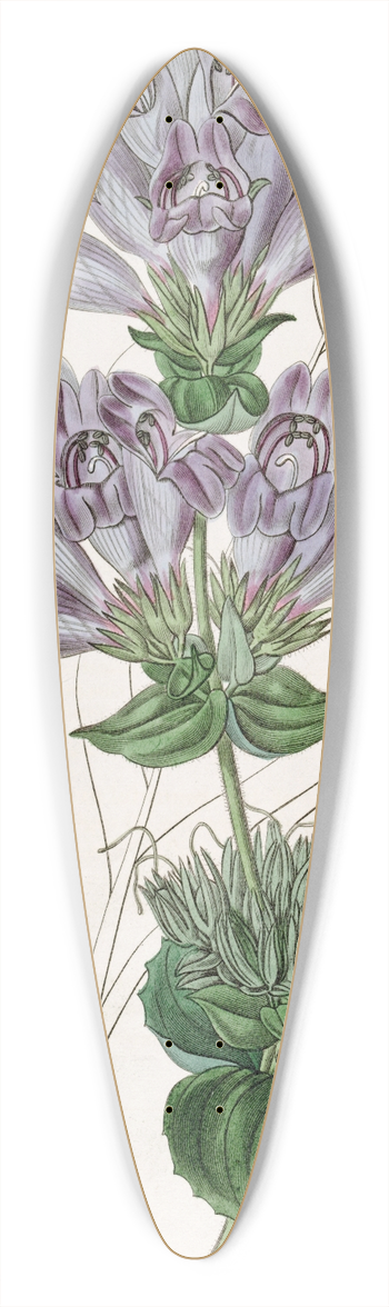 Sydenham Edwards - Sea Lavender-leaved Pentstemon 39.3 inch art pintail longboard deck