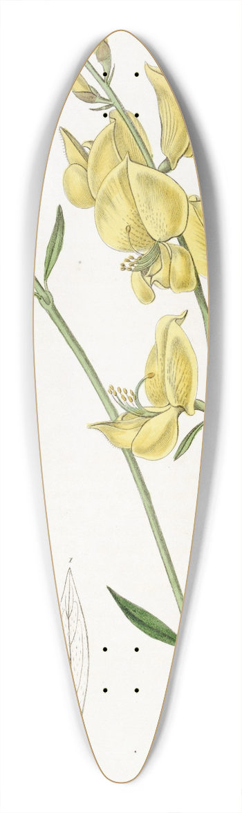 Sydenham Edwards - Sharp-leaved Spanish Broom 39.3 inch art pintail longboard deck