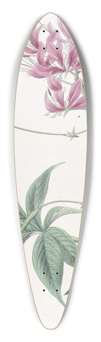 Sydenham Edwards - Shewy Cleome 39.3 inch art pintail longboard deck