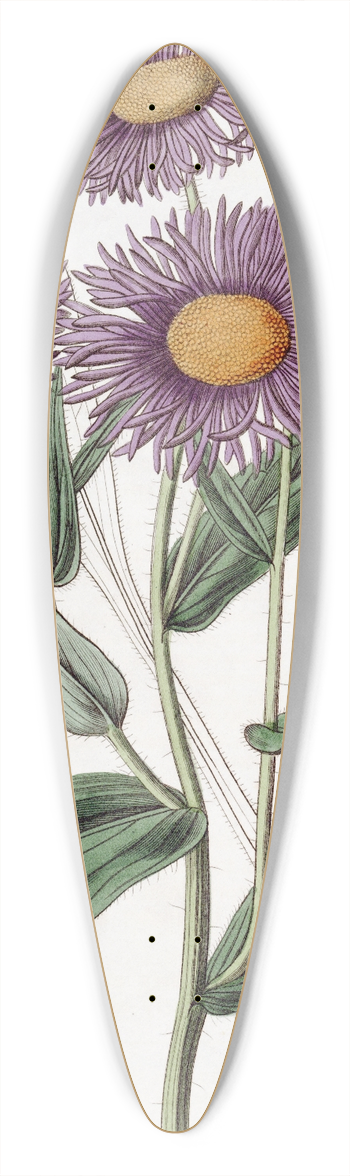 Sydenham Edwards - Shewy Stenactis 39.3 inch art pintail longboard deck