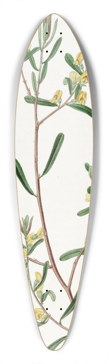 Sydenham Edwards - Shining-leaved Pultena 39.3 inch art pintail longboard deck