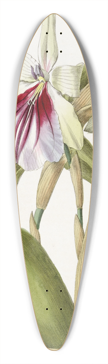 Sydenham Edwards - Showy Miltonia 39.3 inch art pintail longboard deck