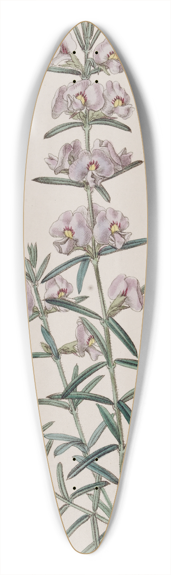 Sydenham Edwards - Showy Mirbelia 39.3 inch art pintail longboard deck