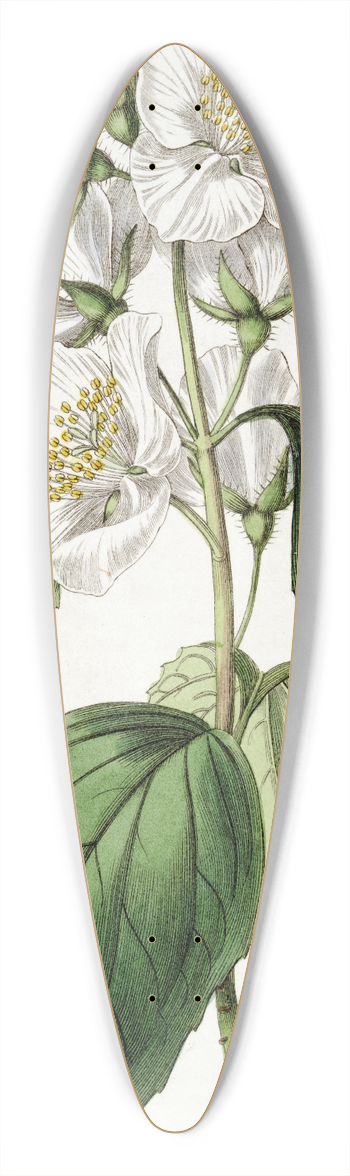 Sydenham Edwards - Showy Syringa 39.3 inch art pintail longboard deck