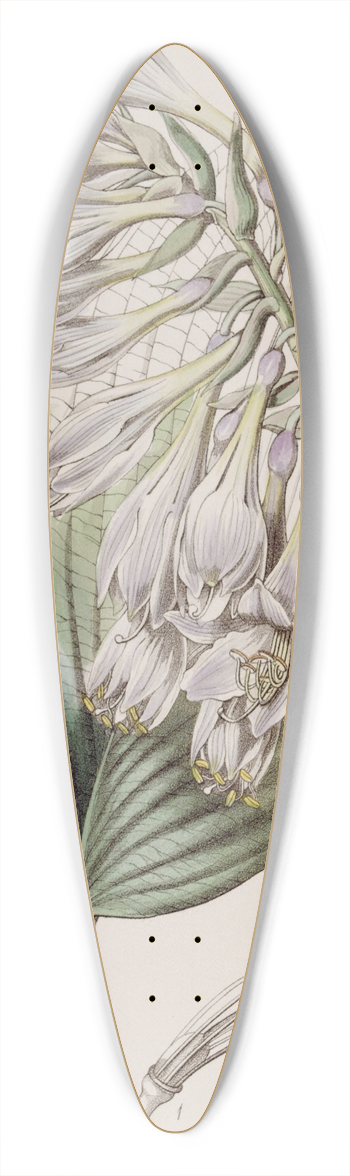 Sydenham Edwards - Siebolds Funkia 39.3 inch art pintail longboard deck