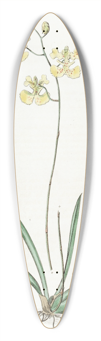 Sydenham Edwards - Sir C. Lemons Oncidium 39.3 inch art pintail longboard deck