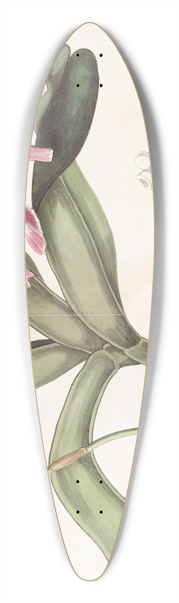 Sydenham Edwards - Sir Richard Brooks Air Plant 39.3 inch art pintail longboard deck