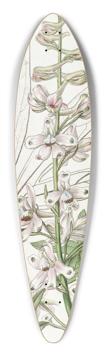 Sydenham Edwards - Sky-blue Larkspur 39.3 inch art pintail longboard deck