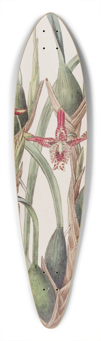 Sydenham Edwards - Slender-leaved Maxillaria 39.3 inch art pintail longboard deck