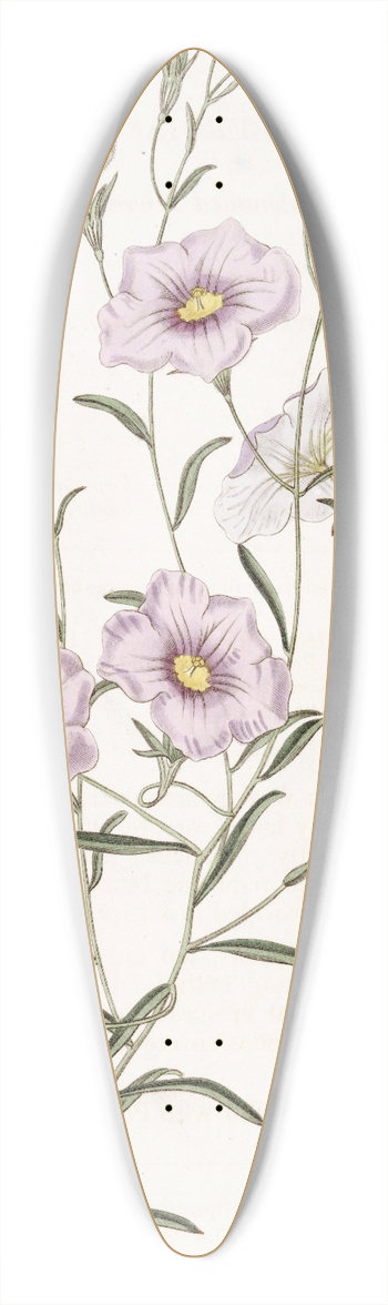 Sydenham Edwards - Slender-stemmed Nierembergia 39.3 inch art pintail longboard deck