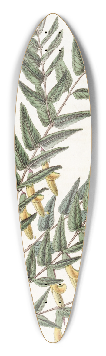 Sydenham Edwards - Smooth-brancched Scottia 39.3 inch art pintail longboard deck