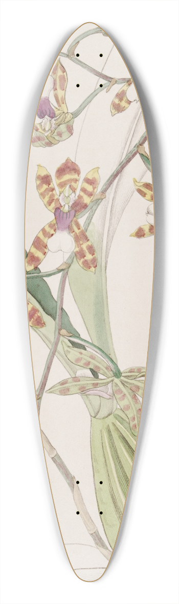 Sydenham Edwards - Smooth-lipped Odontoglossum 39.3 inch art pintail longboard deck