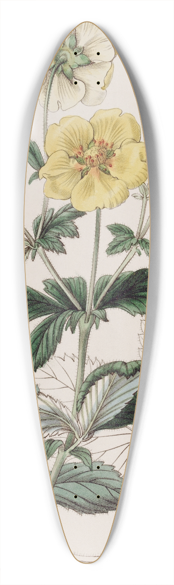 Sydenham Edwards - Specious Cinquefoil 39.3 inch art pintail longboard deck