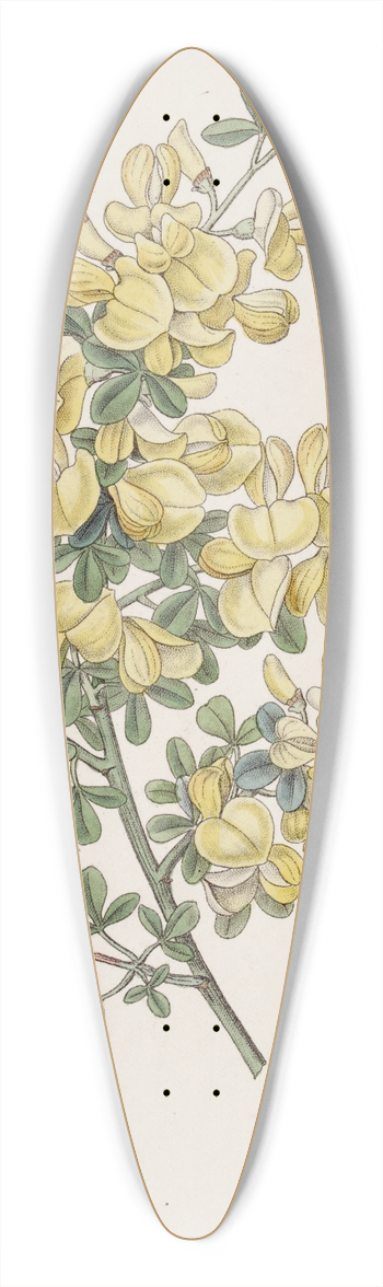 Sydenham Edwards - Spiny Calycotome 39.3 inch art pintail longboard deck