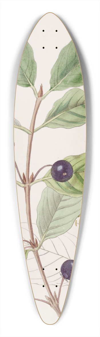 Sydenham Edwards - Stained Fly Honeysuckle 39.3 inch art pintail longboard deck