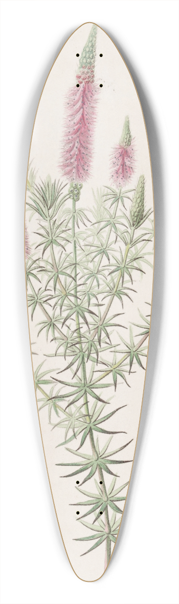 Sydenham Edwards - Starry Dysophyll 39.3 inch art pintail longboard deck