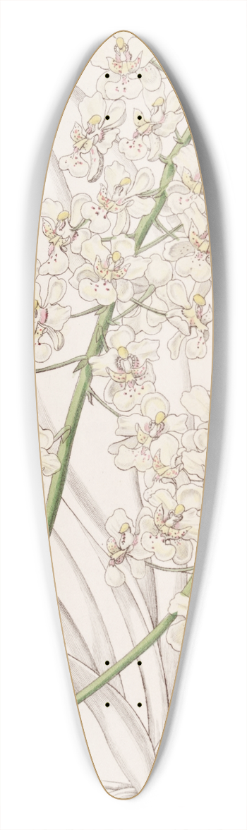 Sydenham Edwards - Straw-coloured Oncidium 39.3 inch art pintail longboard deck