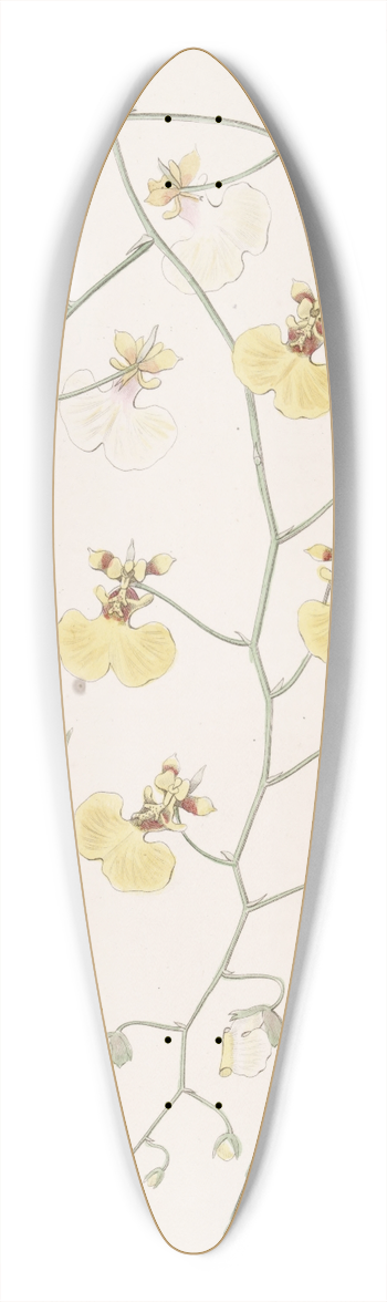 Sydenham Edwards - Tail-leaved Oncidium 39.3 inch art pintail longboard deck