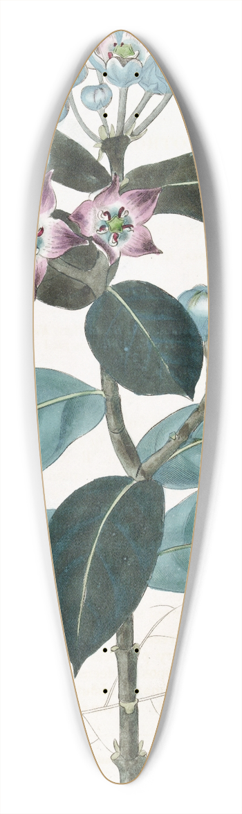 Sydenham Edwards - Tall Calotropis 39.3 inch art pintail longboard deck